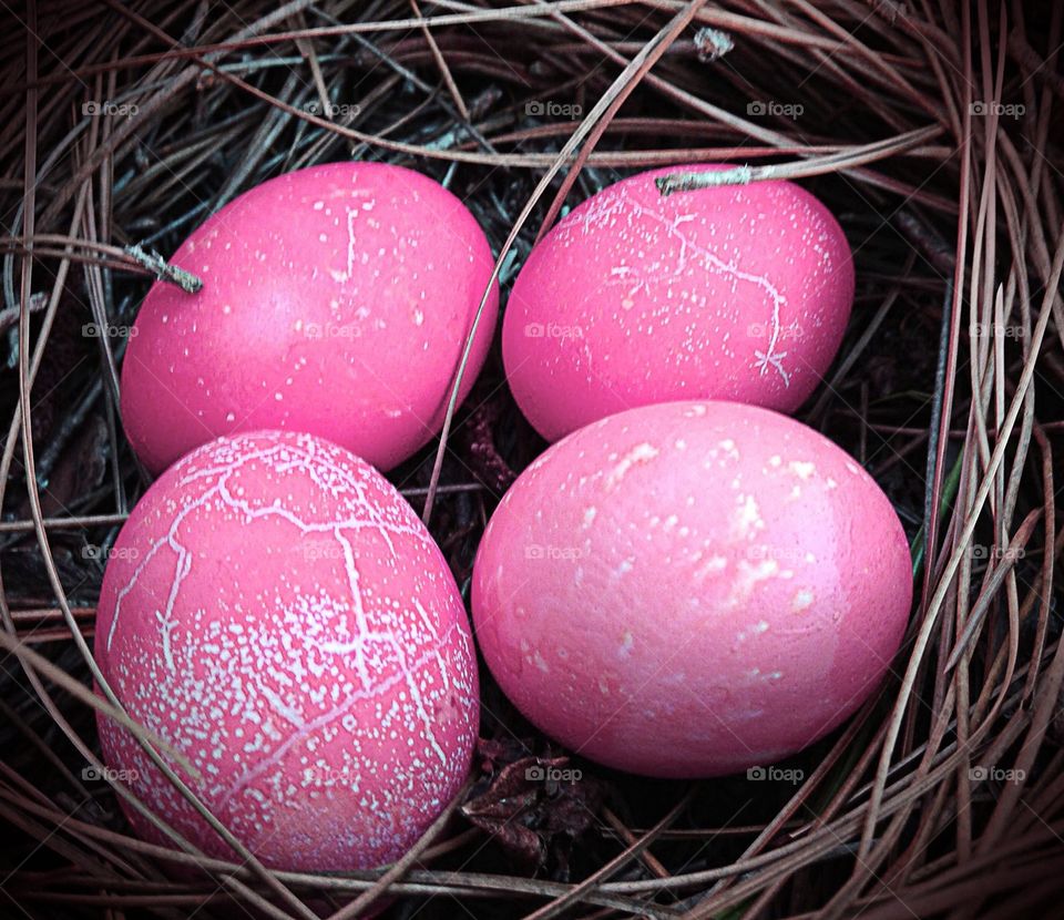 Nest and eggs
