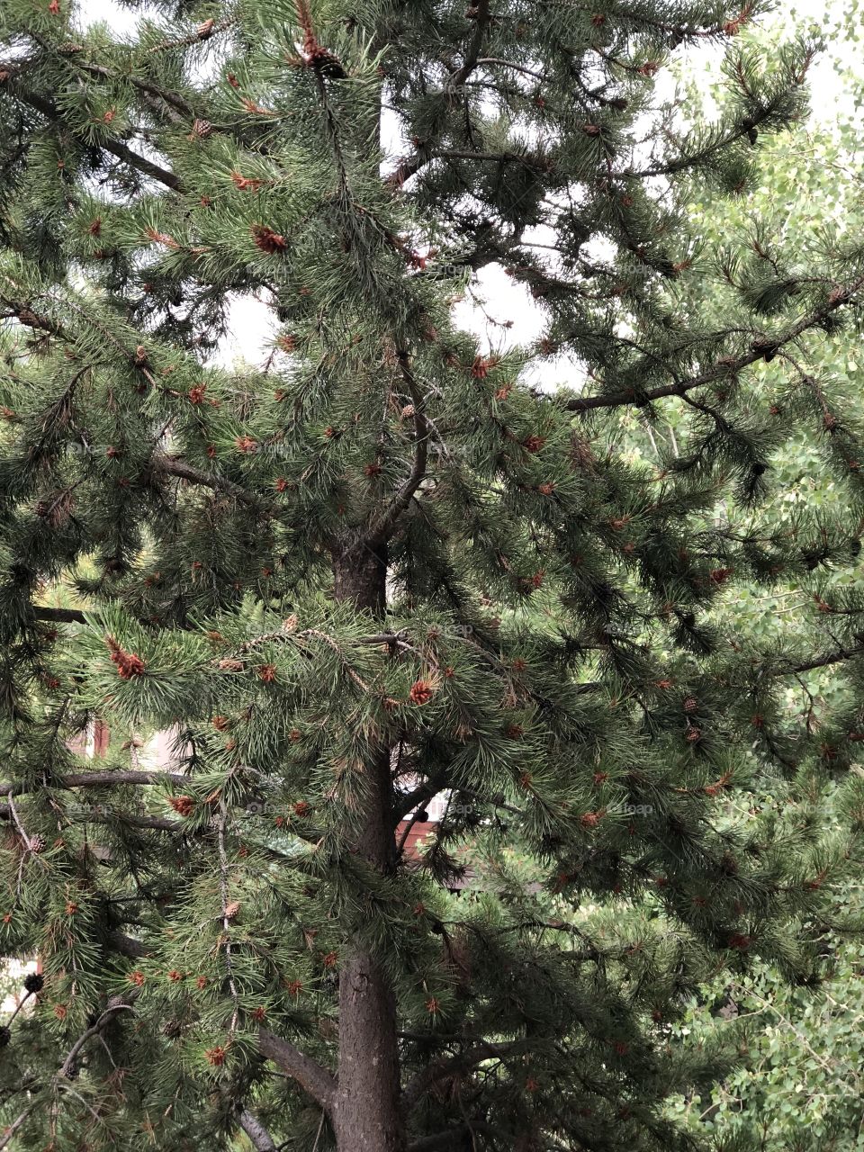 Steamboat Colorado pine tree