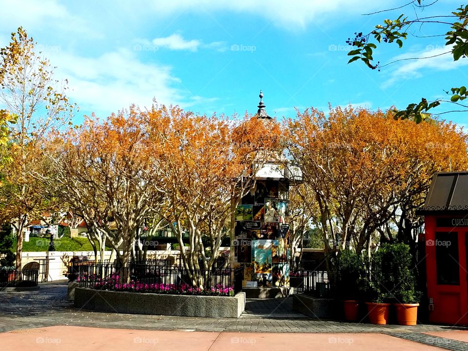 Tree, Fall, Park, Landscape, Outdoors