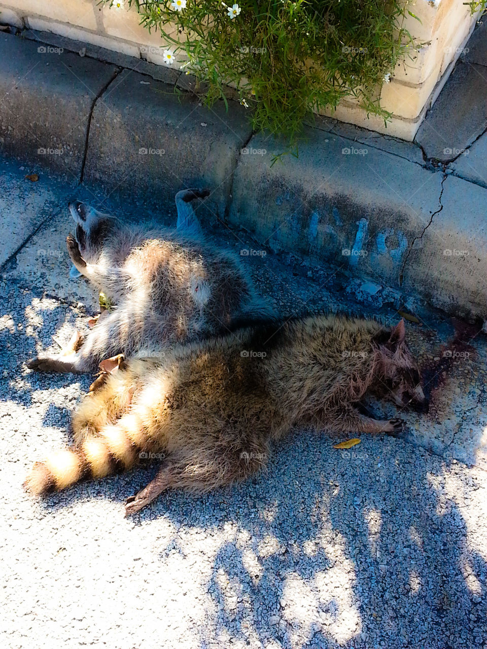 Racoon Tragedy