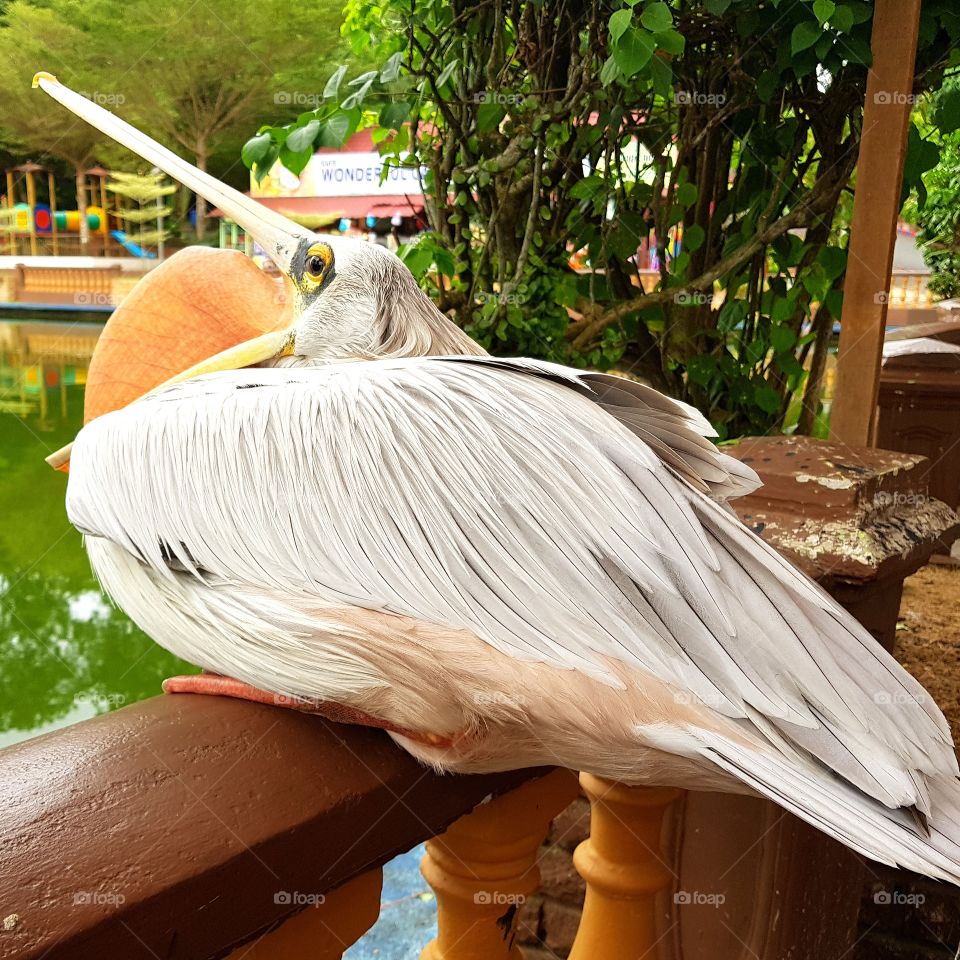 bird resting beside lake