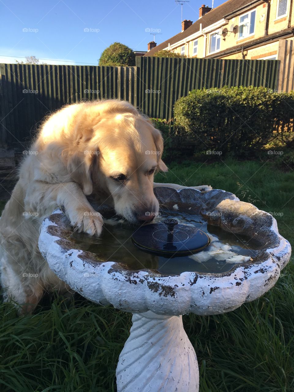 Nocas (Golden Retriever)