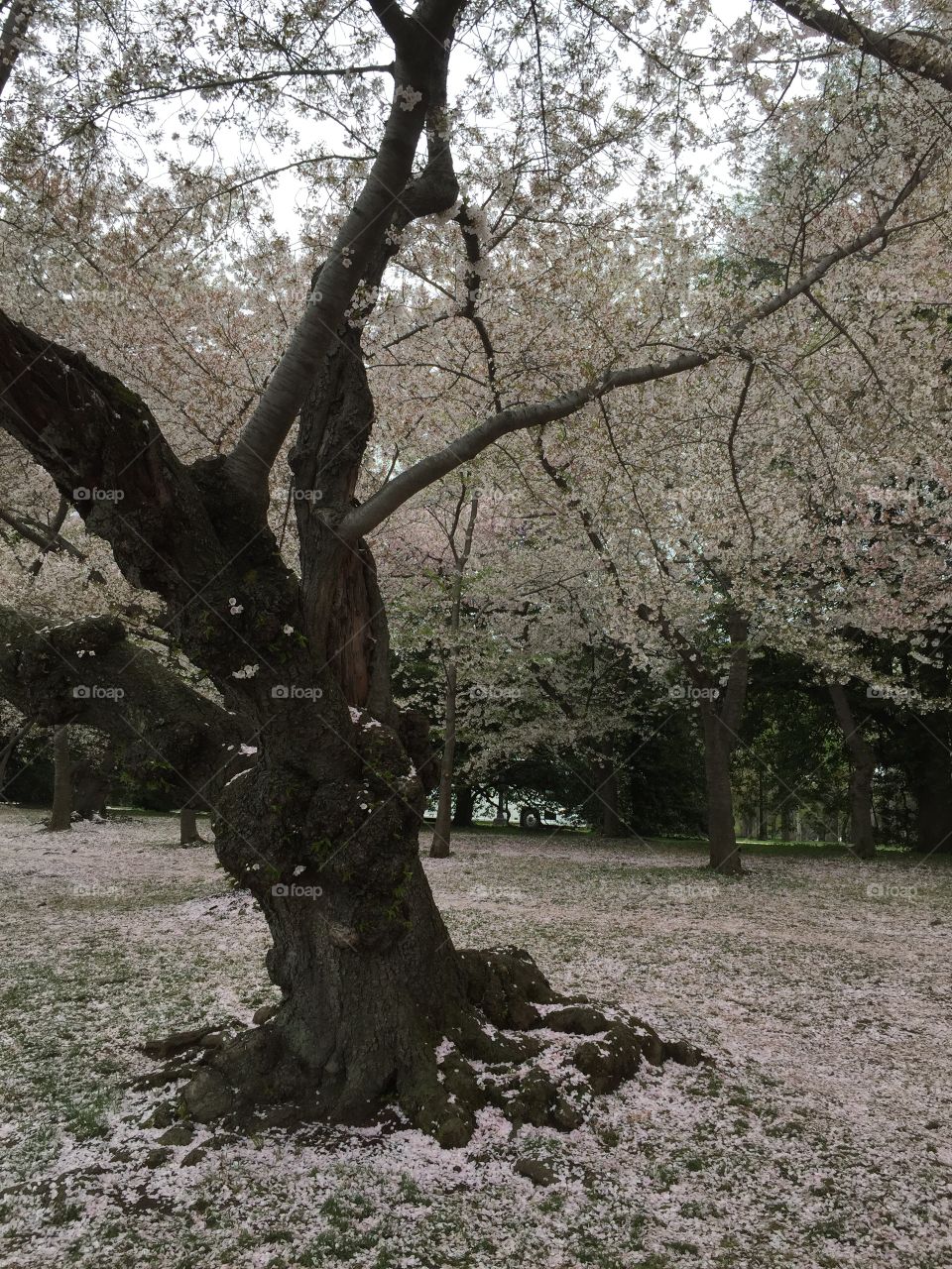 Enchanted tree - Independence Ave, Washington DC