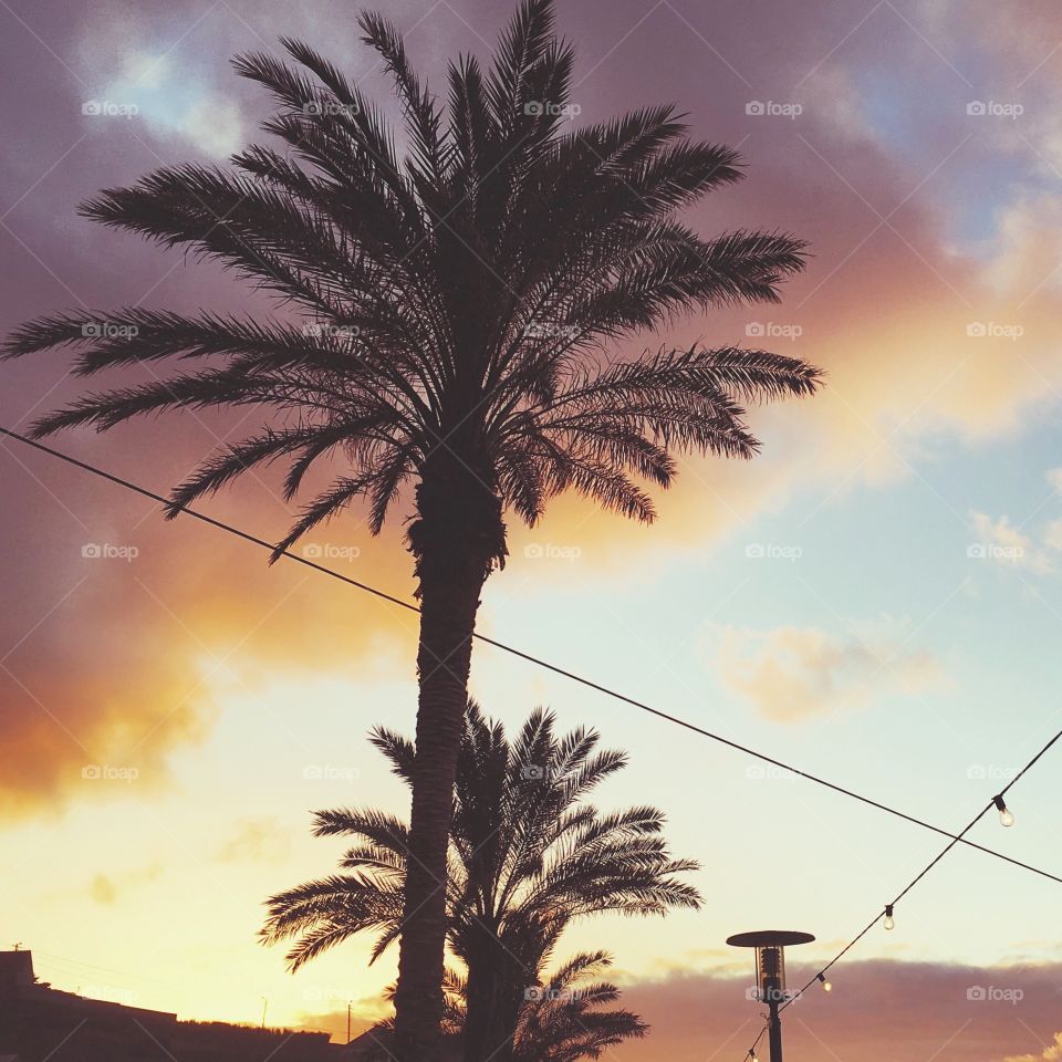 Madeiran palm trees at sunset 🌴