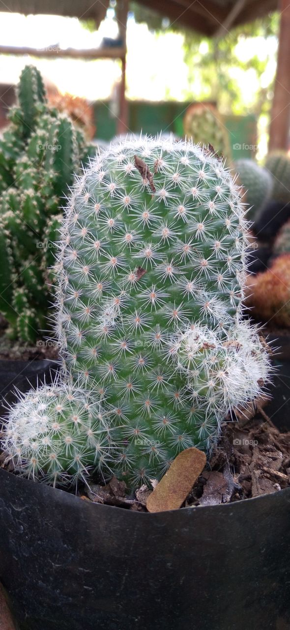 beautiful dwarf cactus