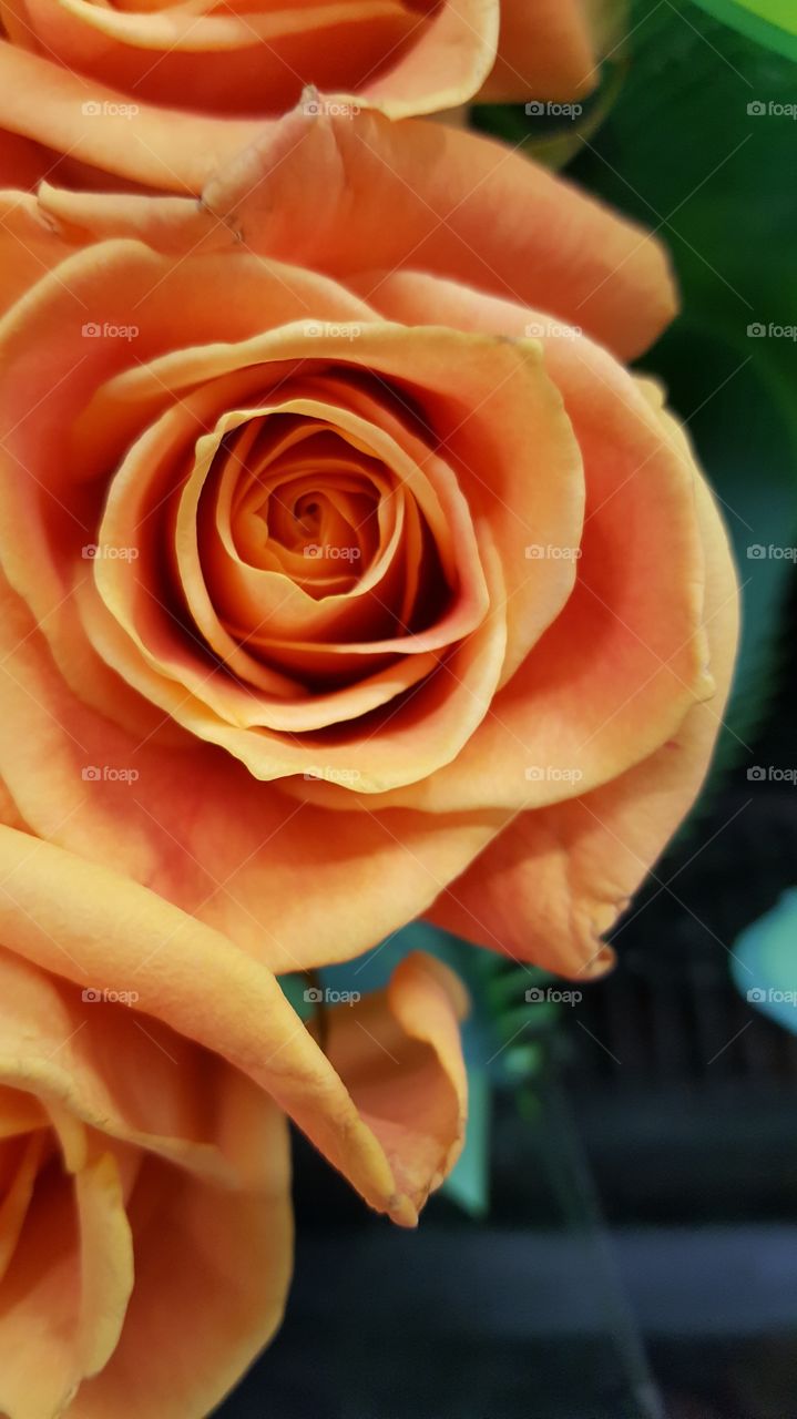 Rose, Flower, Love, Petal, Romance