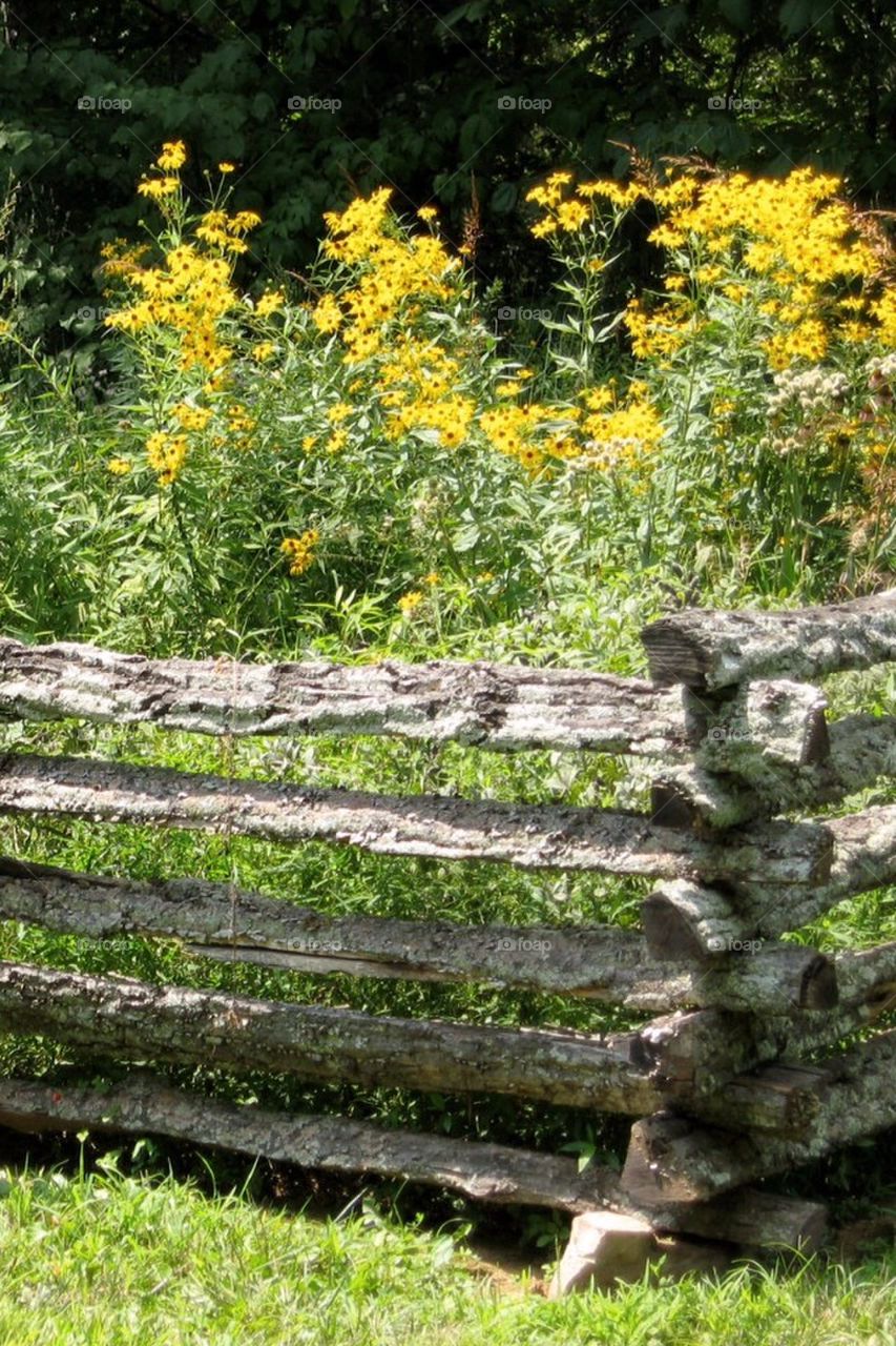 Split rail fence, ky.,  Bardstown , whiskey , daisies