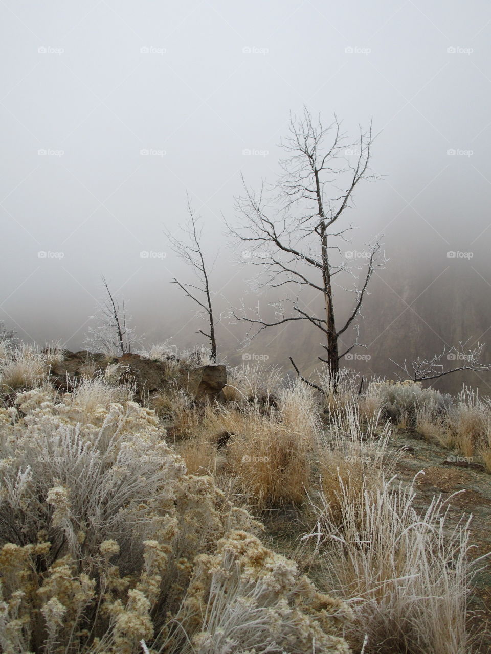 A fresh coat of frost on trees and wild grasses with Smith Rock slightly visible through morning fog on a Central Oregon morning. 