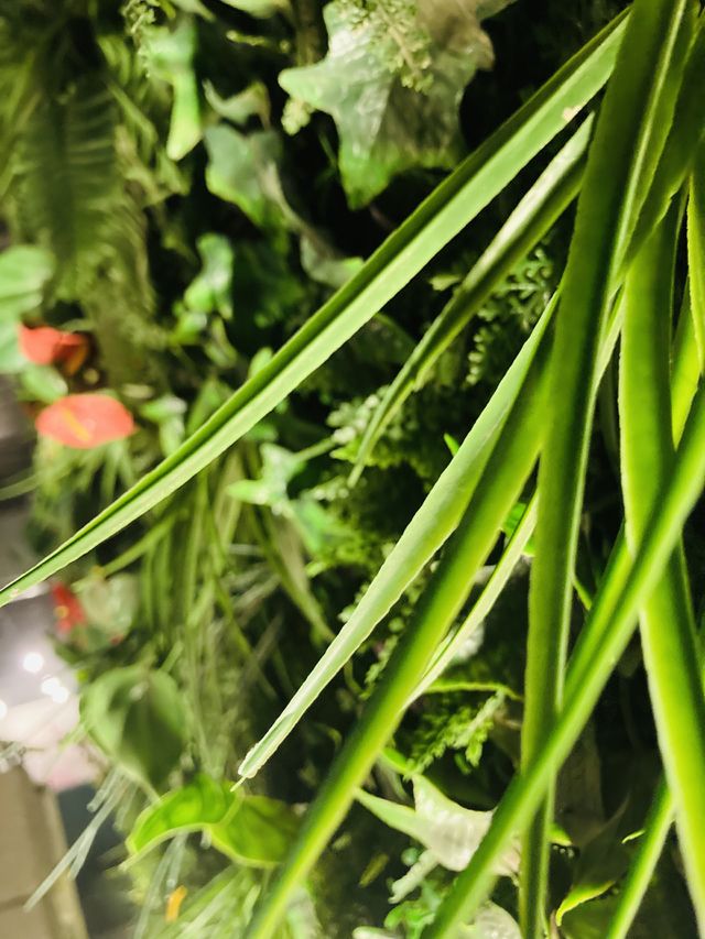 Plants 🌱