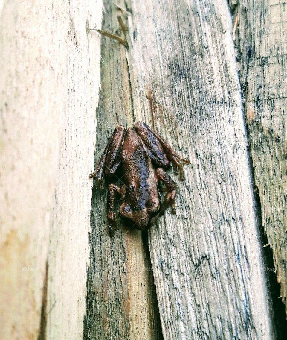 Brown tree frog 3