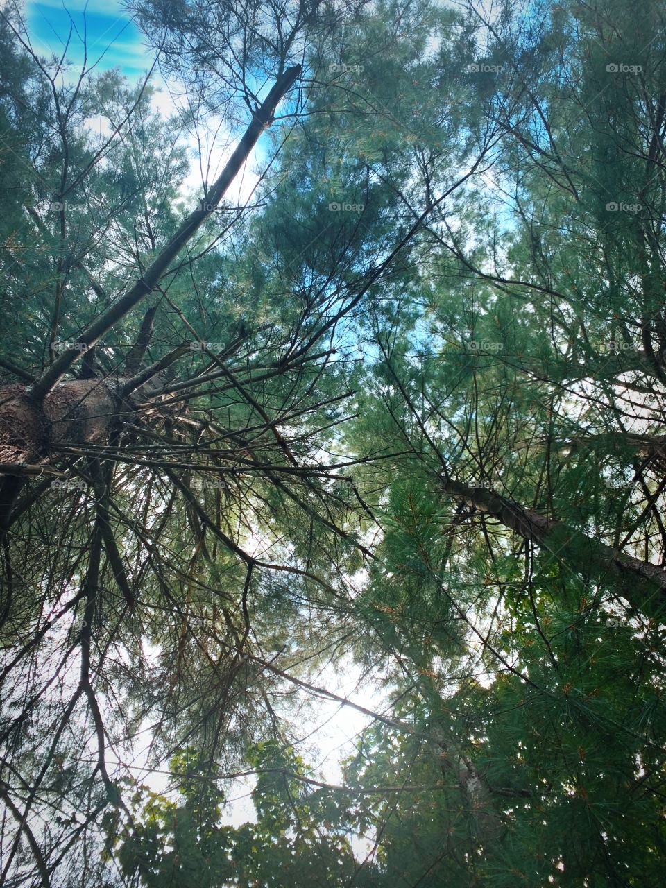 A photo looking up into the sky and being met be beautiful trees with a delicate color and sky. 