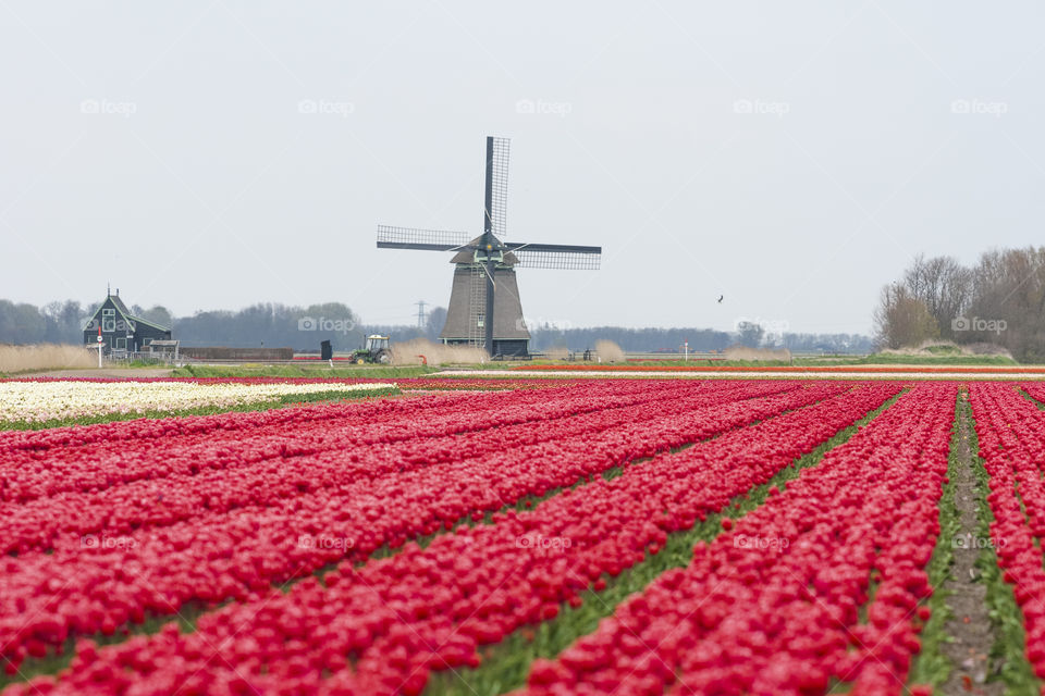 Tulip Fields in the Netherlands