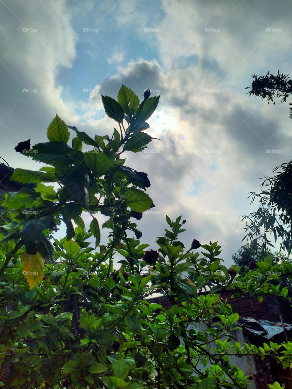 beautiful scenery in sunny day relaxing under the tree in afternoon