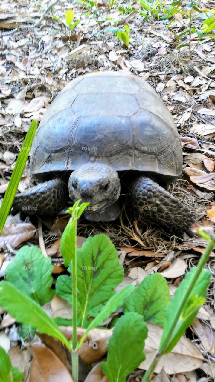 Turtle Munching...