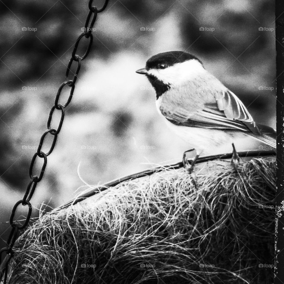 Chickadee black and white (square format)