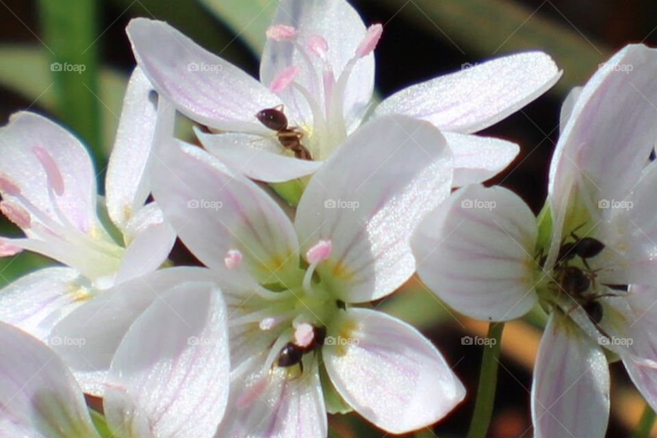 These Ants Can't Resist The Sweetness Of These Tiny Wildflowers. 