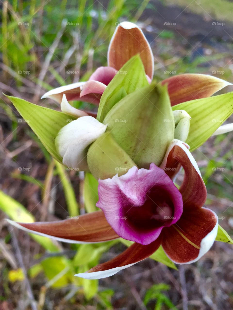 Wild Hawaii Orchid