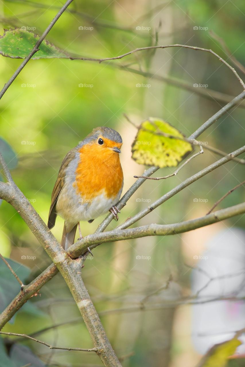 Birdwatching