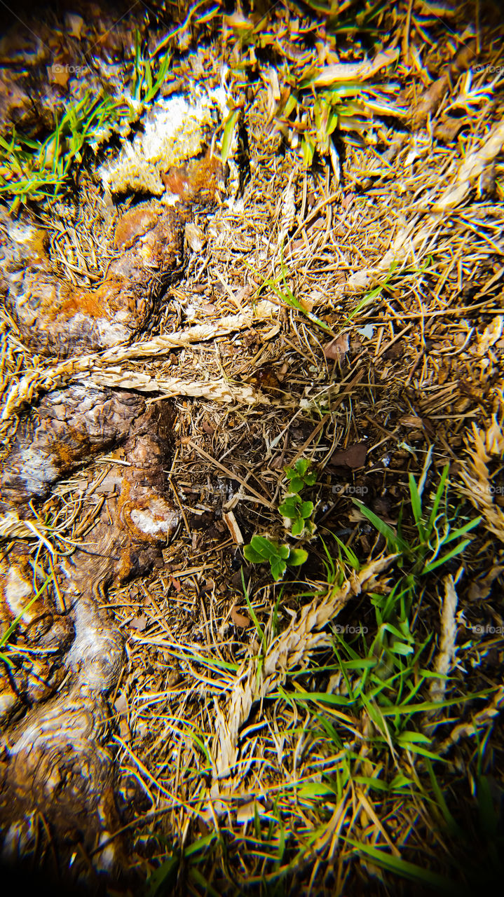 roots and dried grass braided with new greener grass