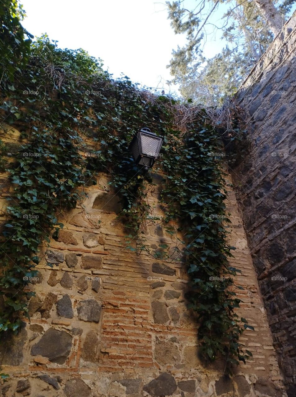 beautiful green creeper, decorated on the wall