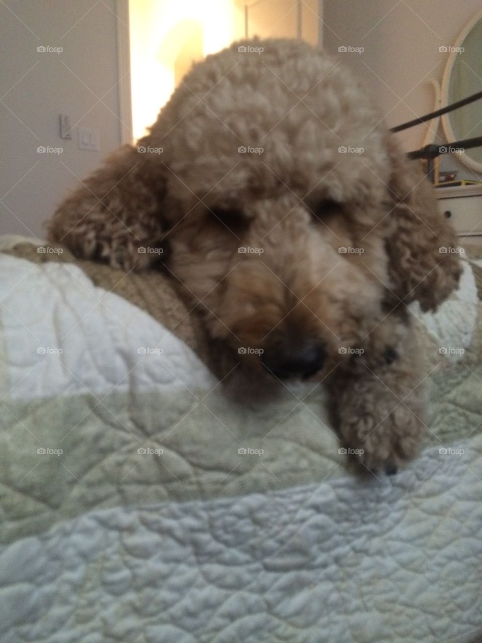 Max the poodle. Max laying on the bed. 