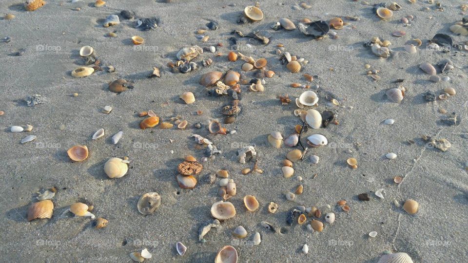 Sea shells