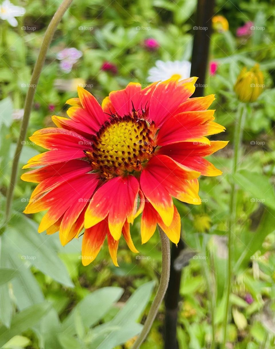 A vibrant close-up of a common blanketflower (Gaillardia) in full bloom, its striking red and yellow petals creating a fiery contrast. The flower's intricate center and its surrounding layers of bright, sun-kissed petals, glow in the natural light.