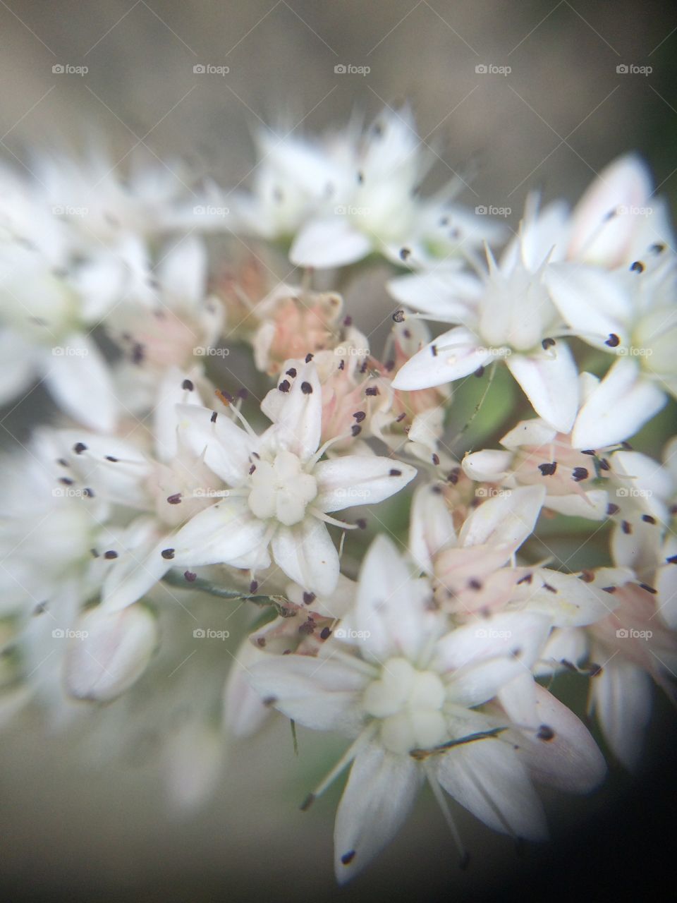 White sedum wall flowers