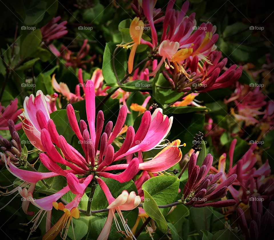Honeysuckle 