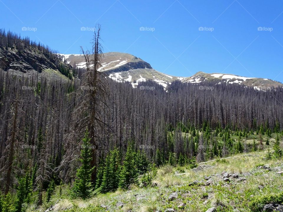 Tree death due to bark beetles in the Colorado mountains. 