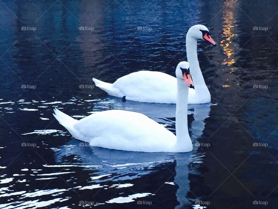 Lovely Swans