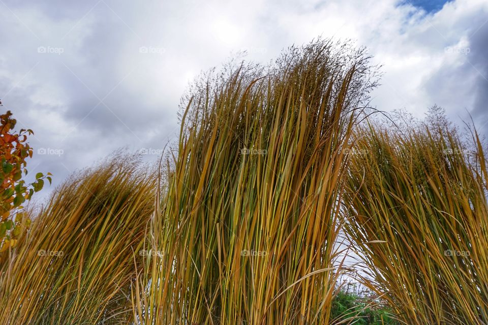 Autumn  Grass