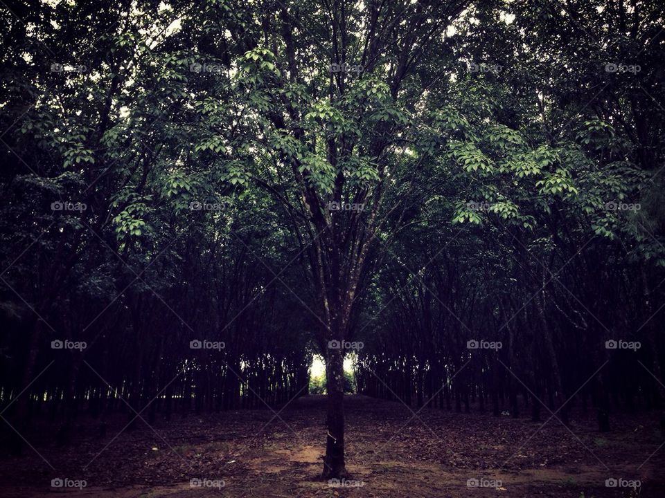 Rubber tree forest
