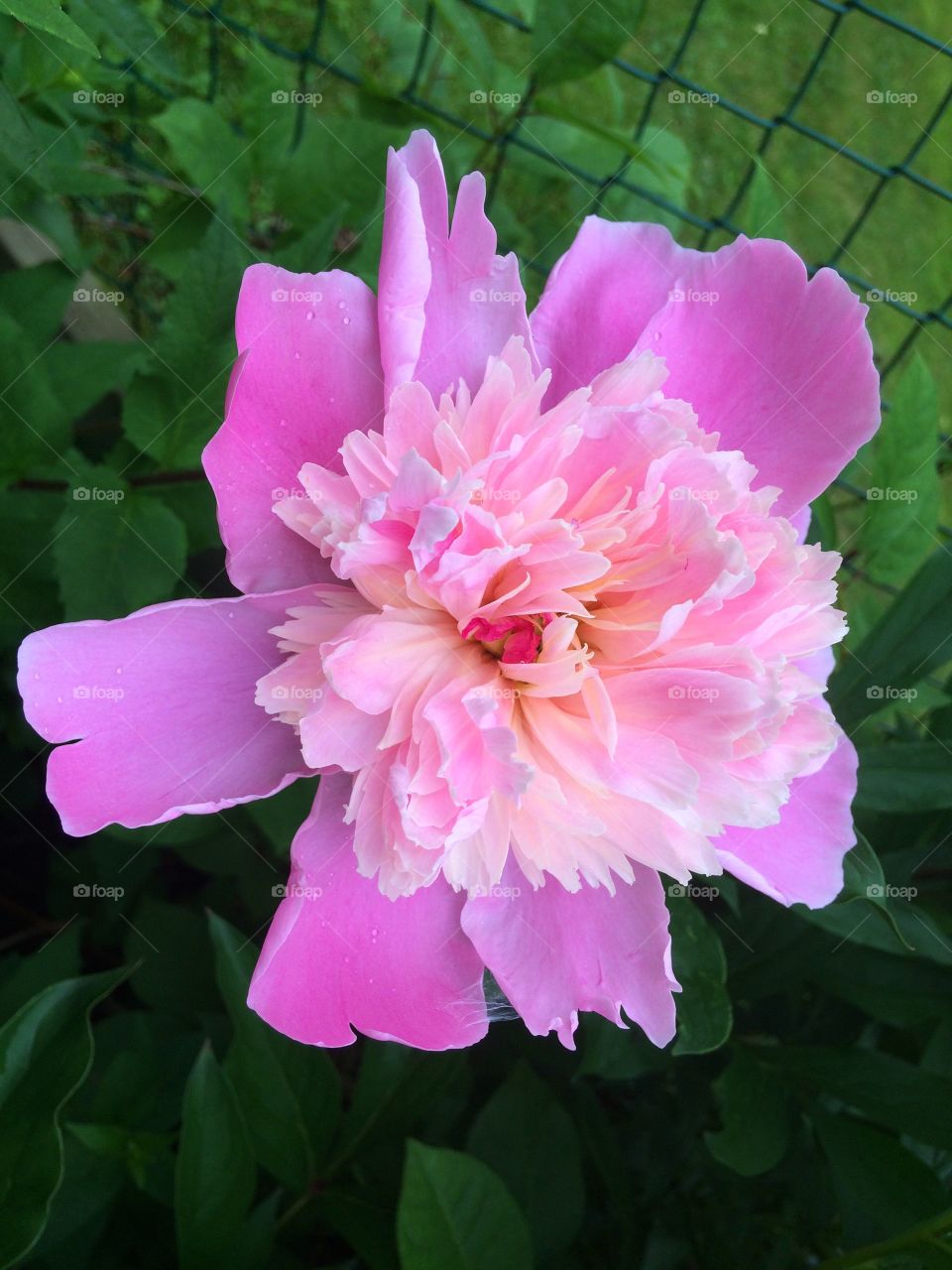 Pink peony 