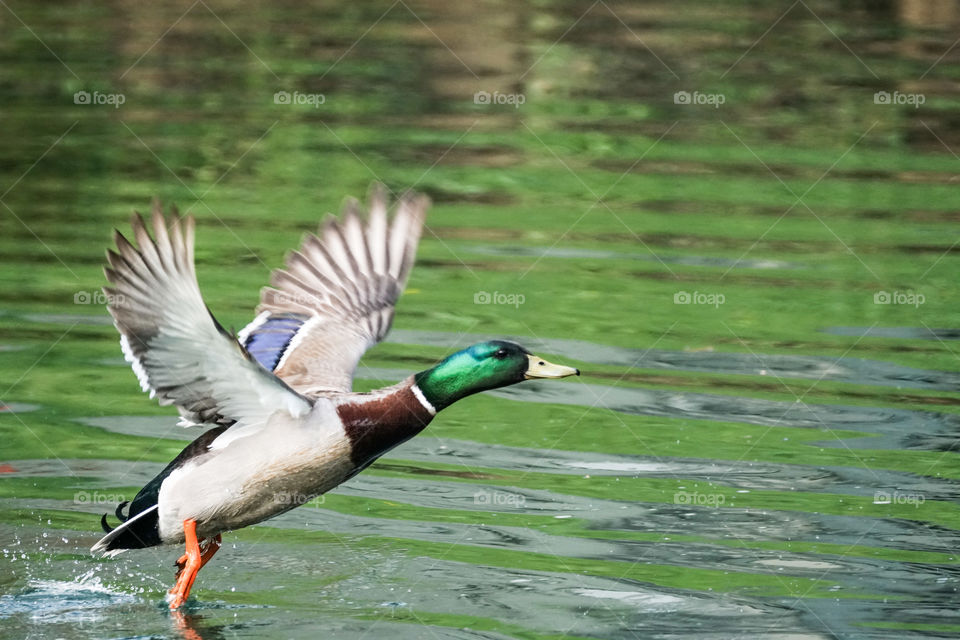 Bird, Duck, Pool, Waterfowl, Water