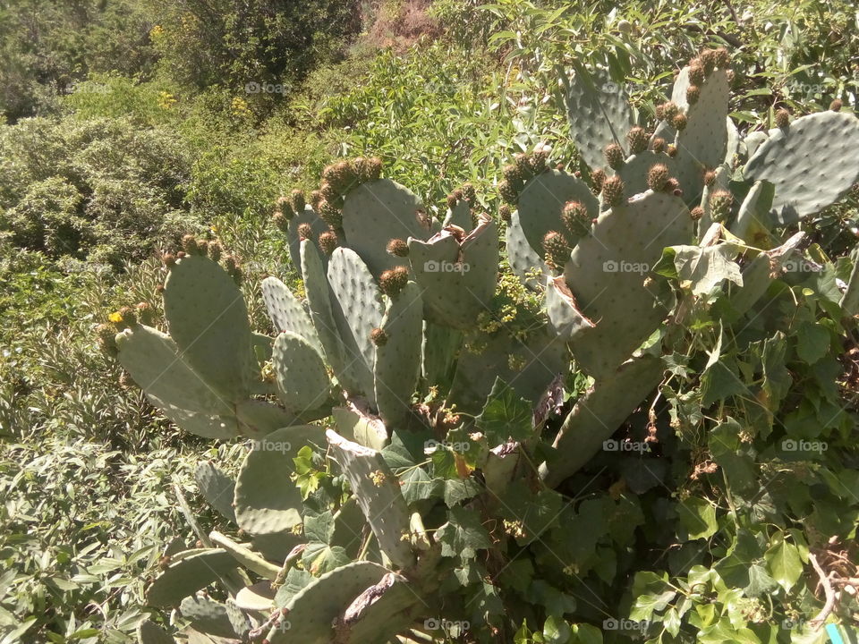 Cactus, Succulent, Flora, Desert, Prickly