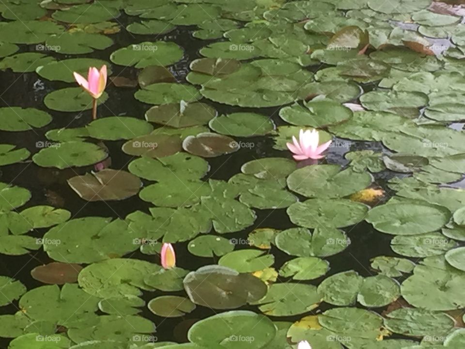 Lilly pads