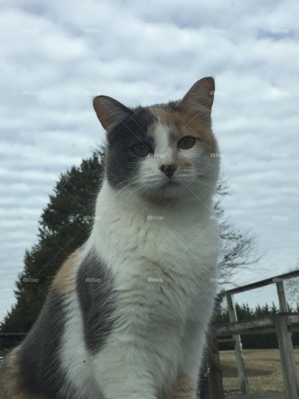 Barn cat