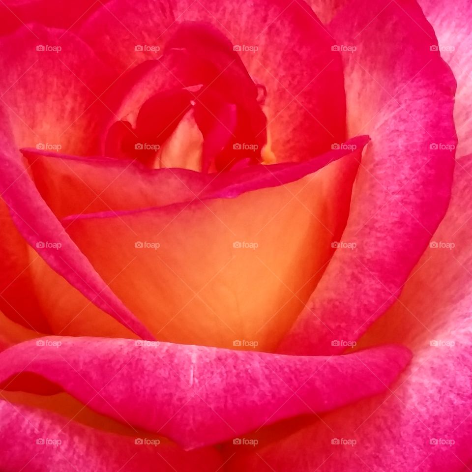 depth and perception of petals