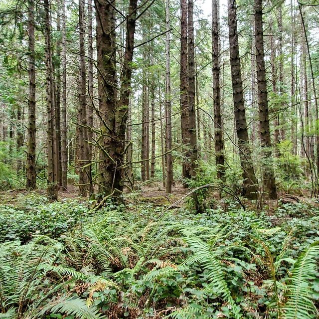 Oregon Coast Forest