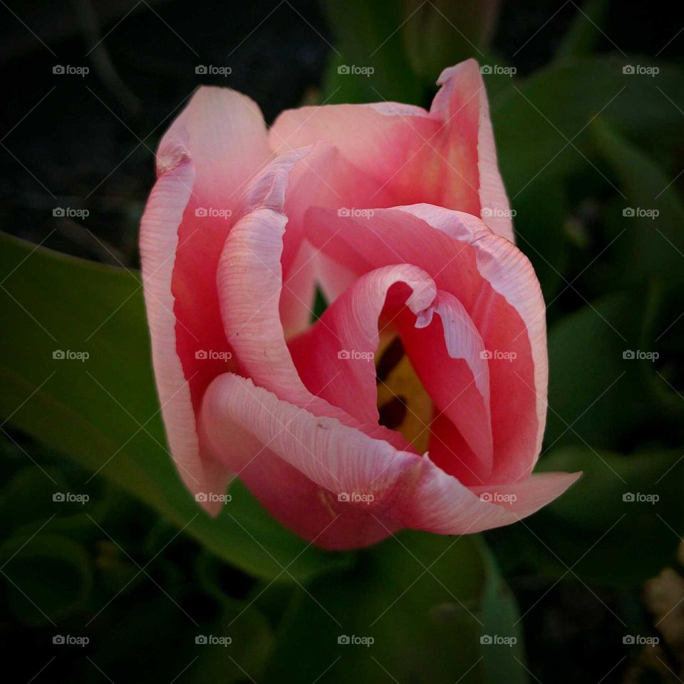 Spring Tulip