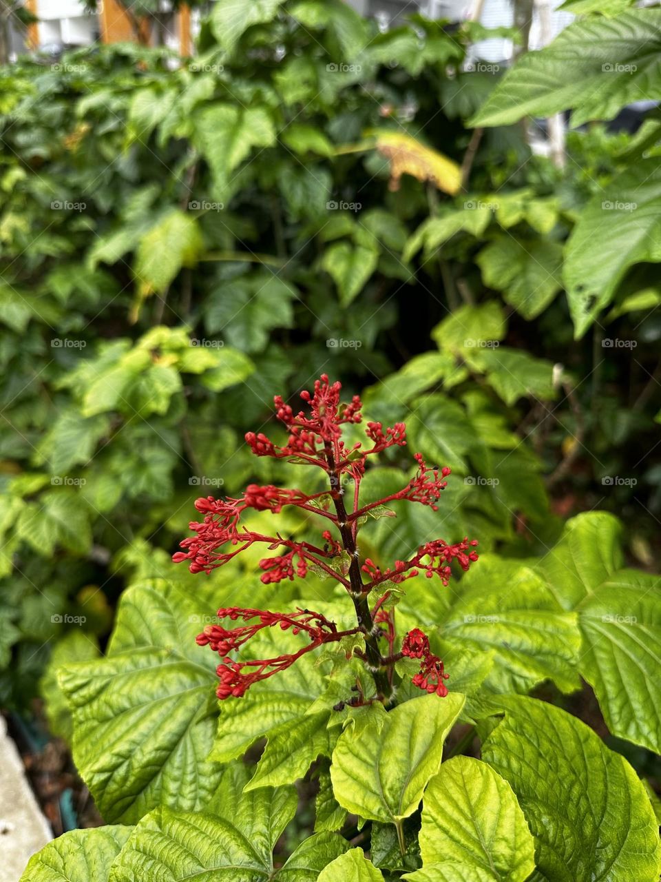 Morning bloom