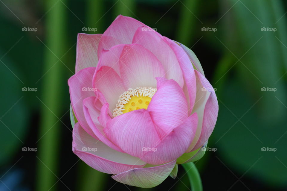 close up of a beautiful blooming lotus flower - water lily - plant. nature plant life