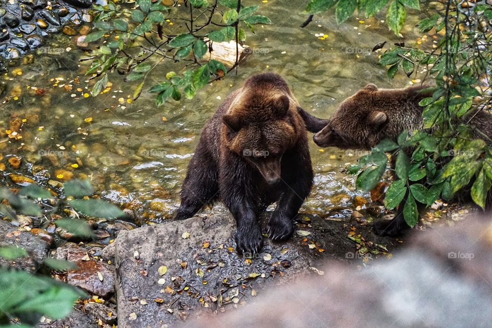 Black bears showing tenderness to each other ... 