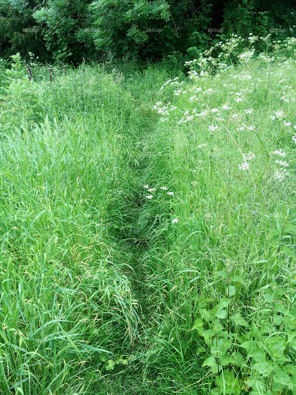 Natural dense pathway with white tiny high flowers
