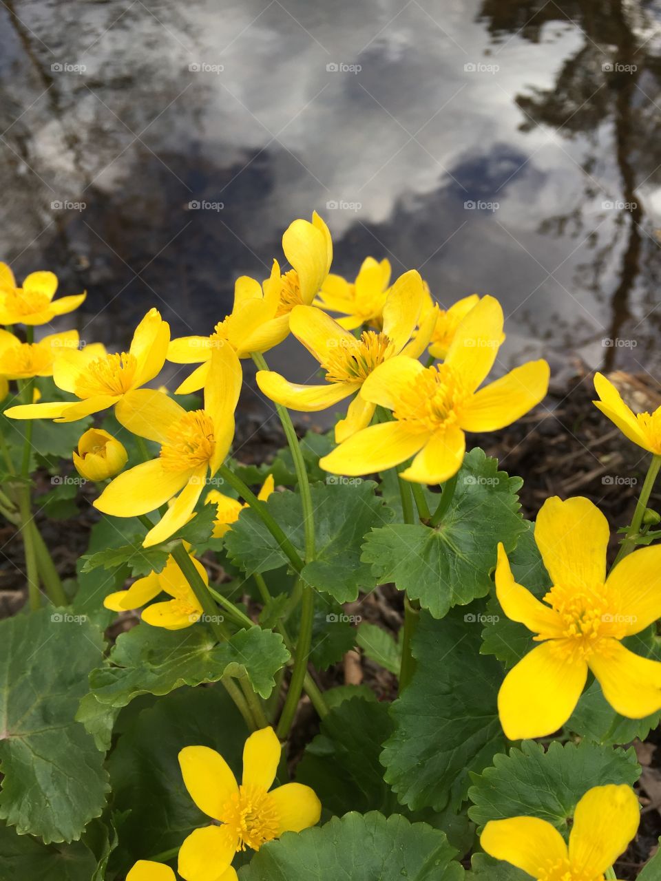 Flowers in May