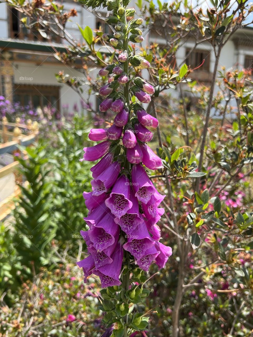 Foxglove