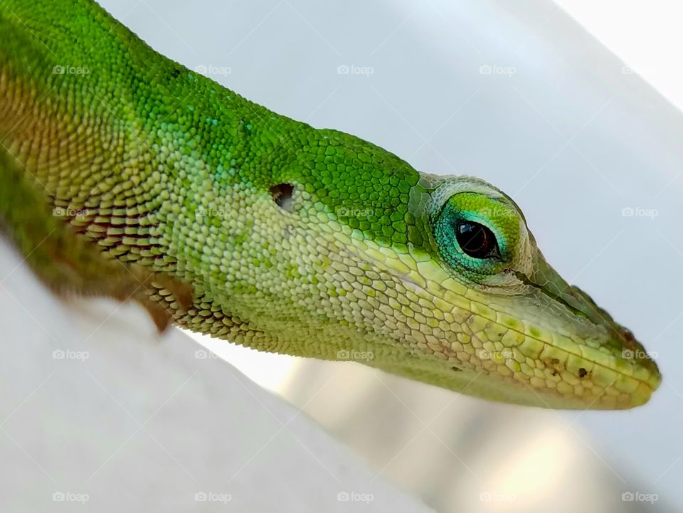 Lizard Looking Lovely