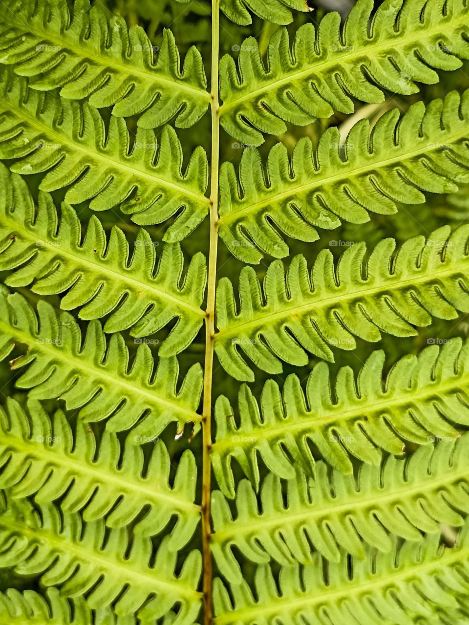 Close-up view of the detail of a fresh, green fern leaf with a unique texture and pattern