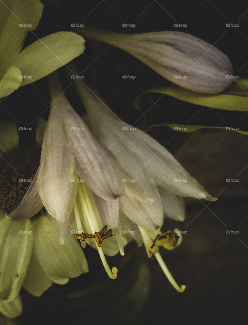 Matte finish style photograph of, fresh picked flowers from the garden.
